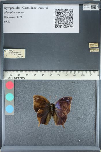 Media type: image;   Entomology 164730